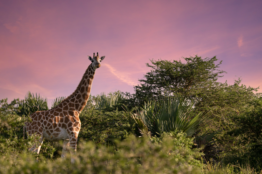 8x vs. 10x Magnification for the Wildlife Adventure