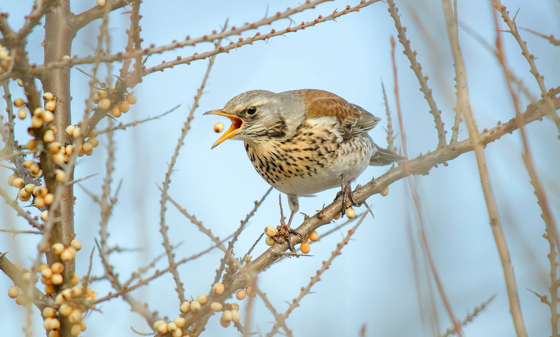 Birdwatching with Binoculars - Advanced