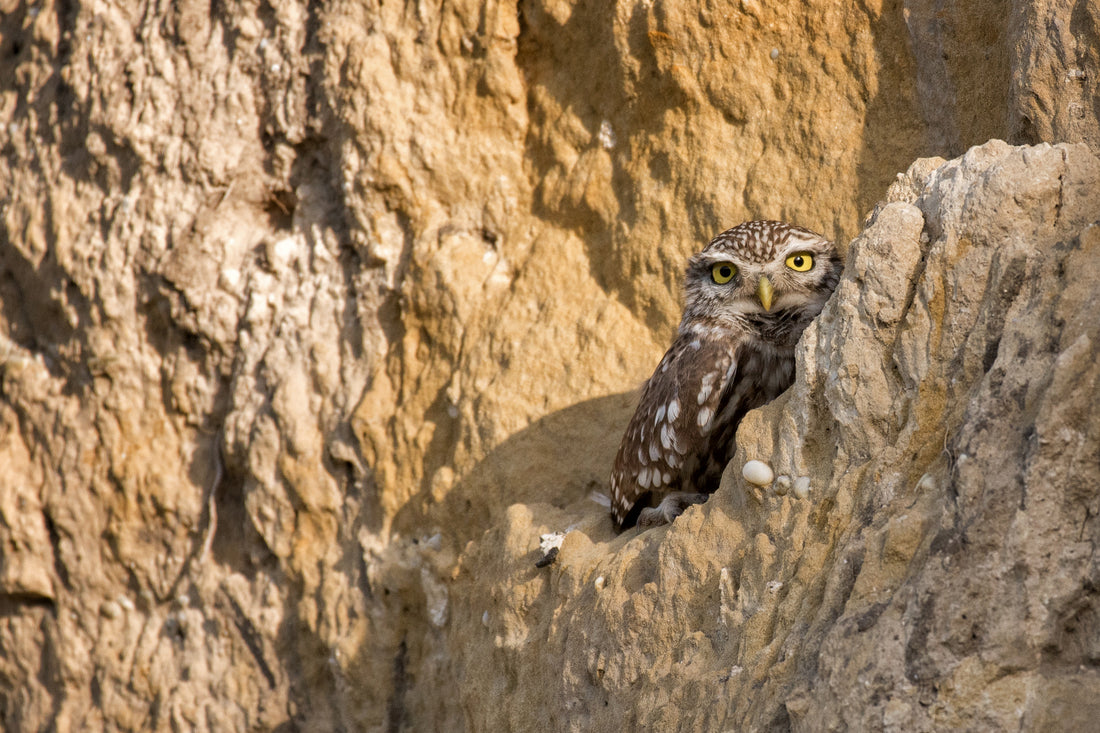 Birdwatching with Binoculars - Quick Start