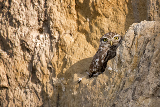 Birdwatching with Binoculars - Quick Start